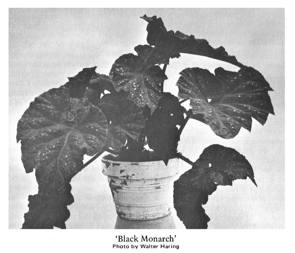B. ‘Black Monarch’